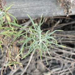Artemisia palmeri