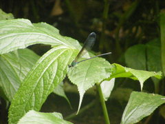 Psolodesmus mandarinus dorothea
