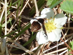 Bombylius pygmaeus