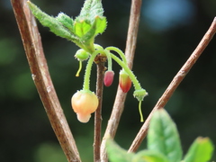 Rhododendron pilosum