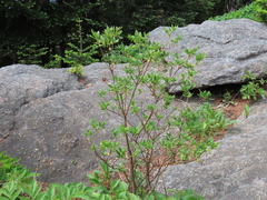 Rhododendron pilosum