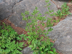 Rhododendron pilosum