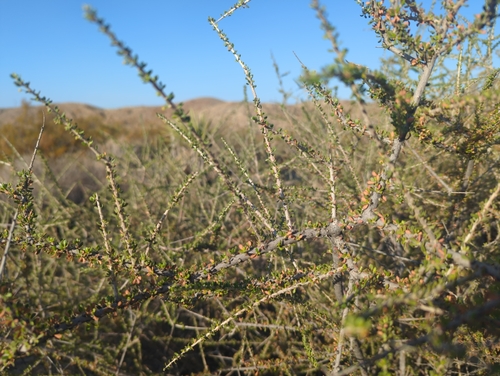 Image of Tetracoccus hallii by (c) Tom Field, some rights reserved (CC BY)