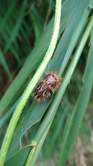 Polygonia c-aureum lunulata