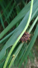 Polygonia c-aureum lunulata