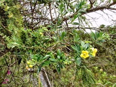 Columellia oblonga