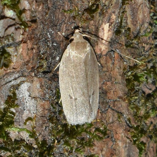 Antaeotricha osseella photo 4