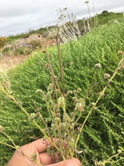 Cryptantha leiocarpa