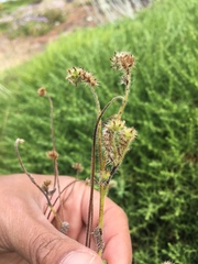 Cryptantha leiocarpa