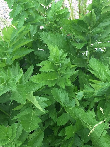 Paprastasis pastarnokas nuotrauka