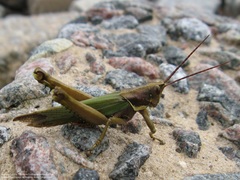 Coryacris angustipennis