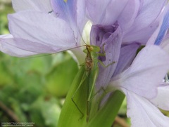 Conocephalus longipes