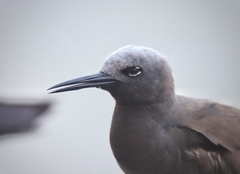 Lesser Noddy photo 2