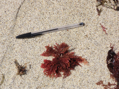 Neoptilota densa