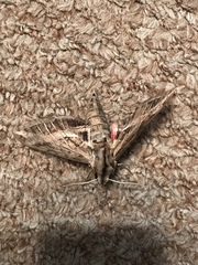 Eumorpha vitis vitis