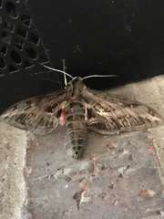 Eumorpha vitis vitis