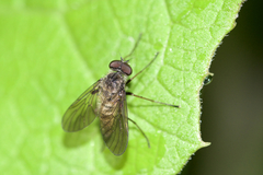 Chrysopilus pilosus