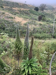 Echium pininana