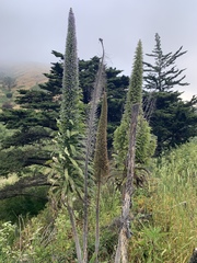 Echium pininana