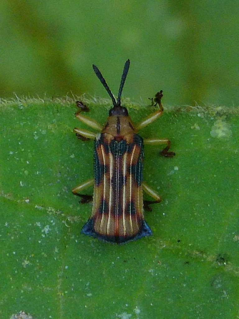 Probaenia tibialis