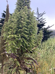 Echium pininana