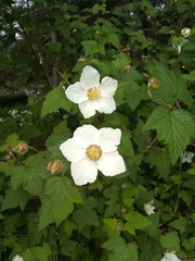 Rubus trilobus