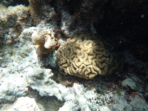 Photo of Fleshy brain coral (Lobophyllia hemprichii)