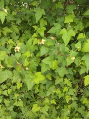 Rubus trilobus