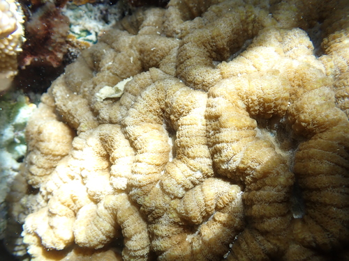 Photo of Fleshy brain coral (Lobophyllia hemprichii)