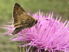 Atalopedes campestris huron