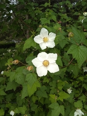 Rubus trilobus