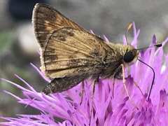 Atalopedes campestris huron