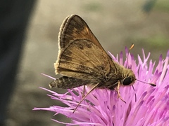 Atalopedes campestris huron