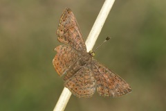 Calephelis arizonensis