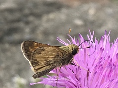 Atalopedes campestris huron