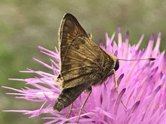 Atalopedes campestris huron