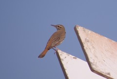 Cercotrichas galactotes syriaca