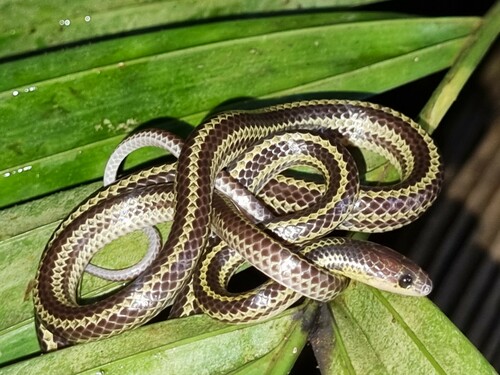 Striped Dwarf Treesnake, Lycodon tristrigatus
