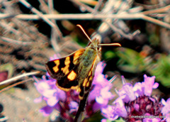 Carterocephalus avanti