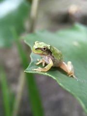 Hyla japonica