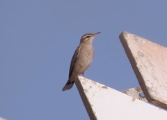 Cercotrichas galactotes syriaca