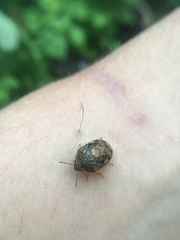 Stethaulax marmorata