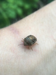 Stethaulax marmorata