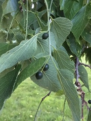Celtis occidentalis