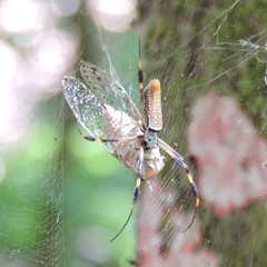 Trichonephila clavipes image