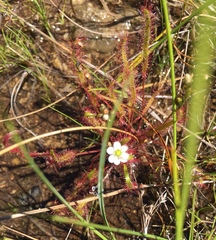 Drosera linearis