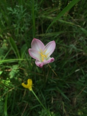 Zephyranthes fosteri