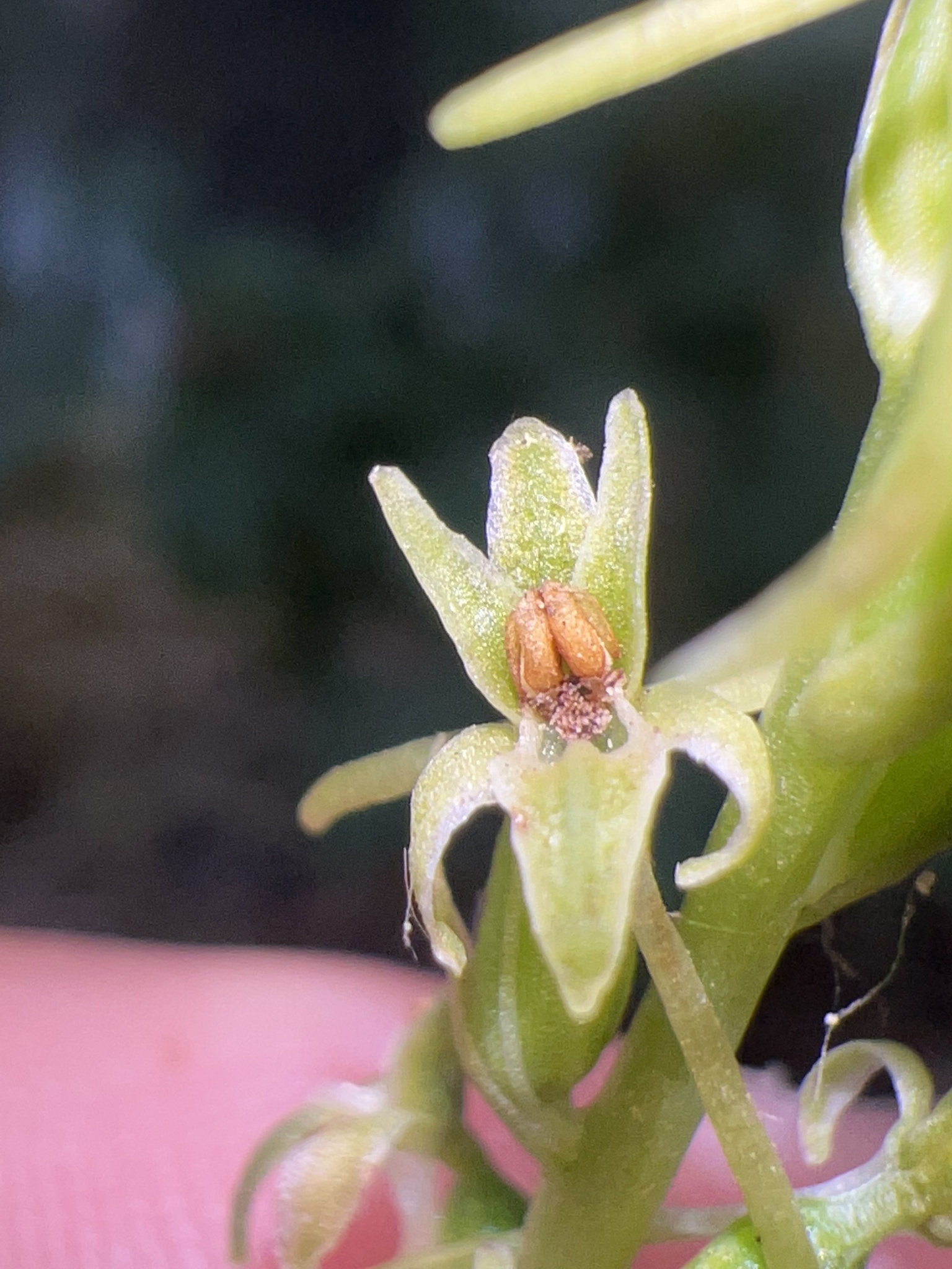 Denseflower Rein Orchid (Platanthera elongata) · iNaturalist