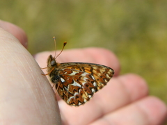 Boloria freija