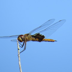 Tramea darwini